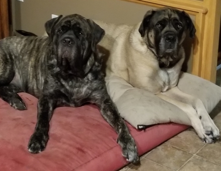 Gus & Moose