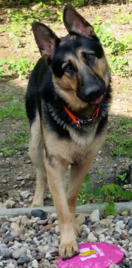 Yogi
