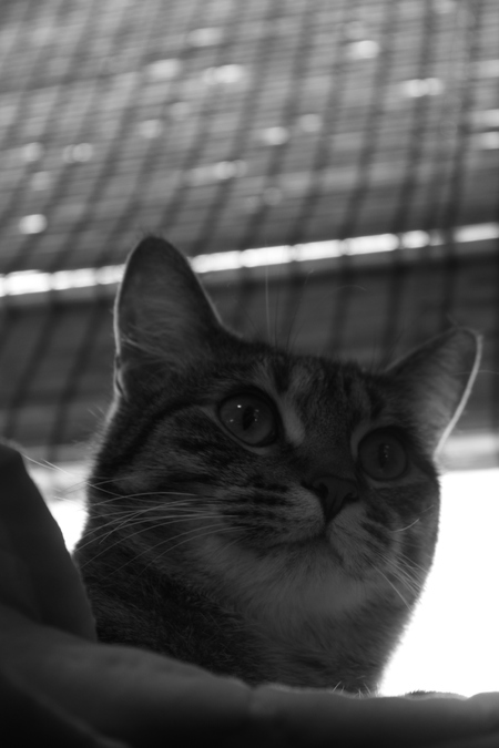 Izaboo