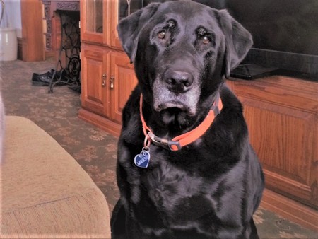 Mr. Moose