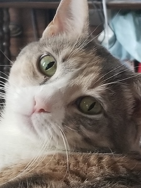 Meli