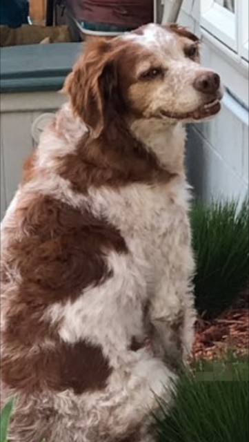 Peanut