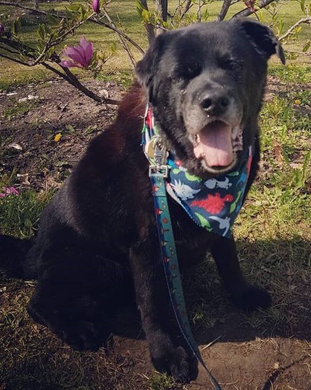 Drooly Bear