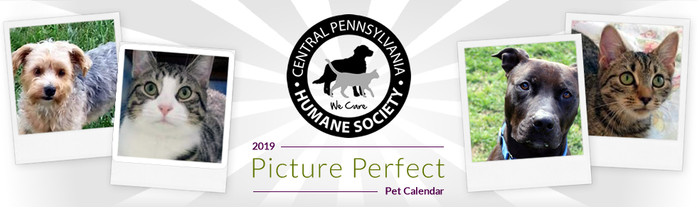 Banner for 2019 Picture Perfect Pet Calendar