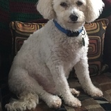 Entry image for Teddy 