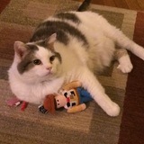 Entry image for Pika