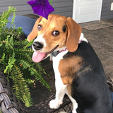 Entry image for Piper