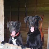 Entry image for Diesel and Zeus