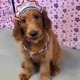 Entry image for Charlie