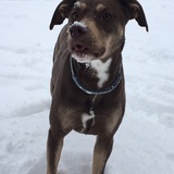 Entry image for Bailey