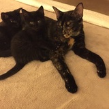 Entry image for Ellie, Rosie, Sophie