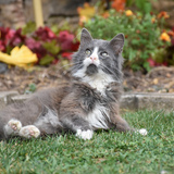 Entry image for Killer Cat 