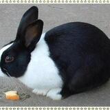 Entry image for Nibbles 