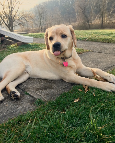 Entry image for Boone. Clicking this image will show a larger photo