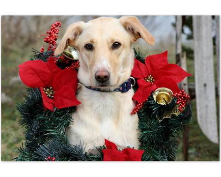 Entry image for Dixie. Clicking this image will show a larger photo