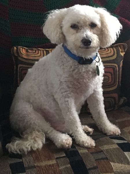 Entry image for Teddy . Clicking this image will show a larger photo