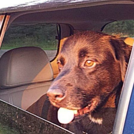 Entry image for Buddy. Clicking this image will show a larger photo