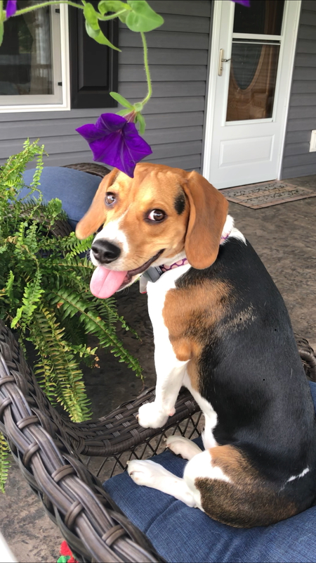 Entry image for Piper. Clicking this image will show a larger photo