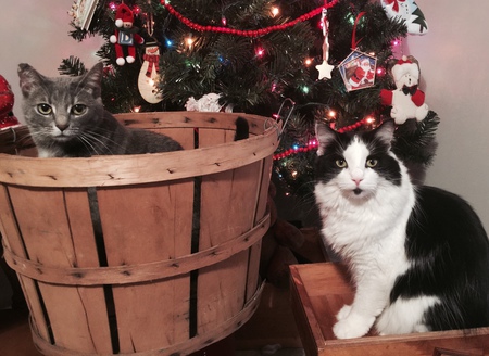 Entry image for Tumbles and Trixie. Clicking this image will show a larger photo