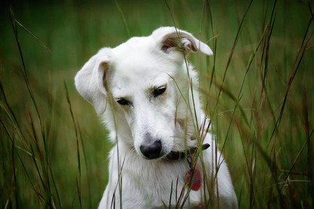 Entry image for Sugar. Clicking this image will show a larger photo