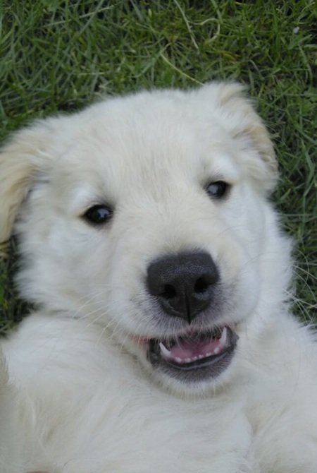 Entry image for Stella. Clicking this image will show a larger photo