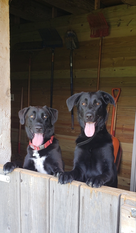 Entry image for Diesel and Zeus. Clicking this image will show a larger photo
