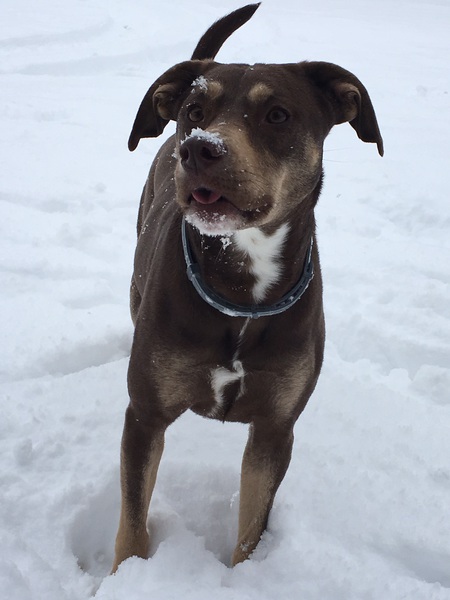 Entry image for Bailey. Clicking this image will show a larger photo
