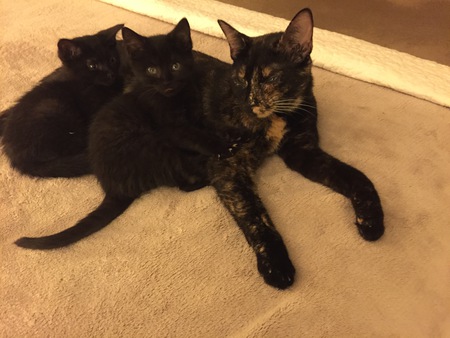 Entry image for Ellie, Rosie, Sophie. Clicking this image will show a larger photo
