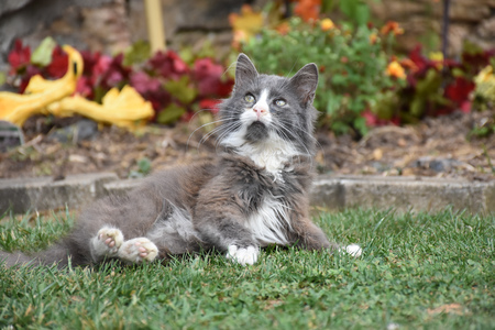 Entry image for Killer Cat . Clicking this image will show a larger photo