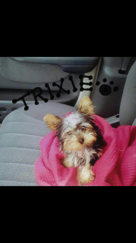 Entry image for Trixie. Clicking this image will show a larger photo