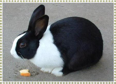 Entry image for Nibbles . Clicking this image will show a larger photo
