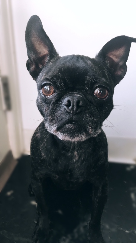 Entry image for Baxter. Clicking this image will show a larger photo