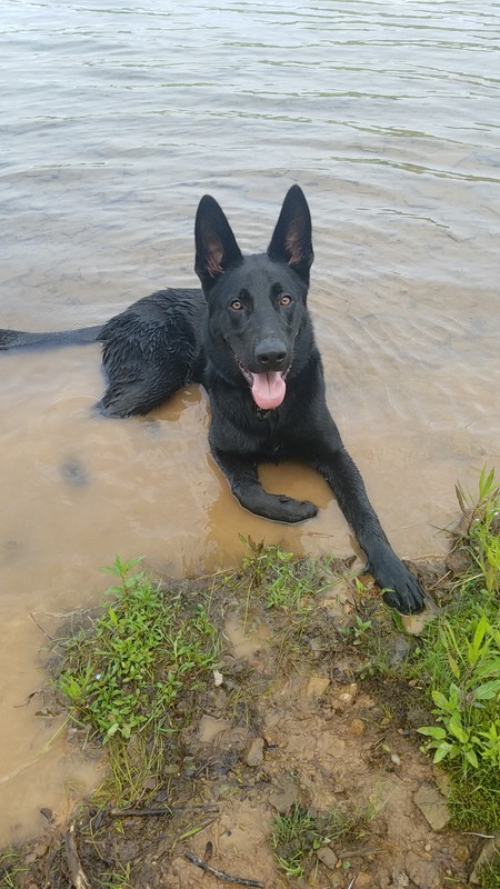 Entry image for Zeus . Clicking this image will show a larger photo