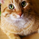 Entry image for Winston