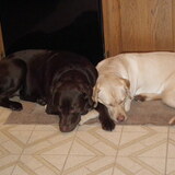 Entry image for Bear & Bella