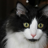 Entry image for Jasper