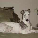 Entry image for Bella