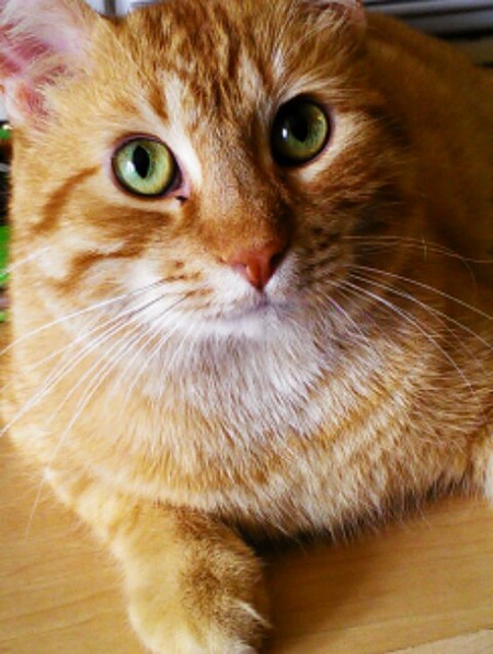 Entry image for Winston. Clicking this image will show a larger photo