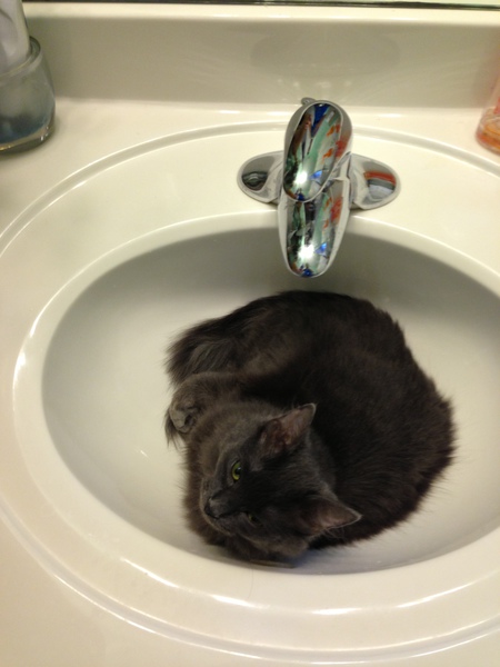 Entry image for Cleo. Clicking this image will show a larger photo