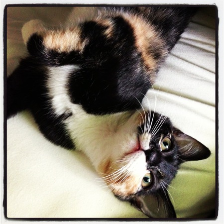 Entry image for Lil Bit. Clicking this image will show a larger photo