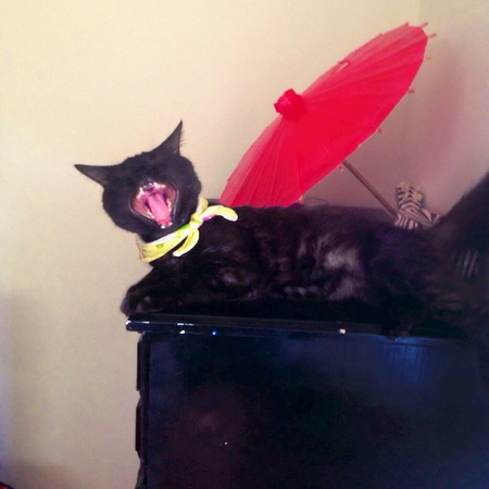 Entry image for Dave (Marmite). Clicking this image will show a larger photo