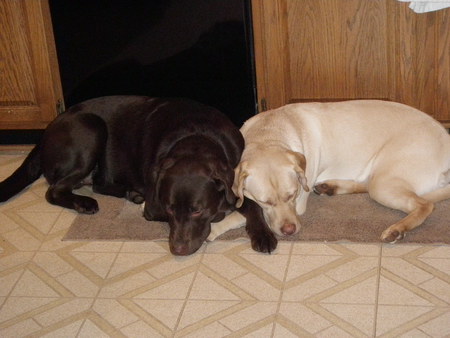 Entry image for Bear & Bella. Clicking this image will show a larger photo