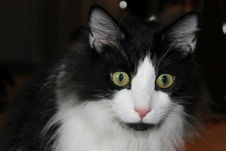 Entry image for Jasper. Clicking this image will show a larger photo