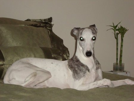 Entry image for Bella. Clicking this image will show a larger photo