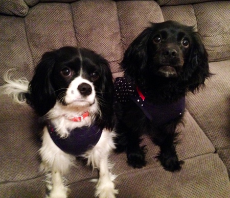 Bella (black/white) & Abby (all black w/white chin)