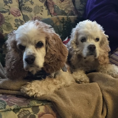 Colby (left) and Sadie (right)