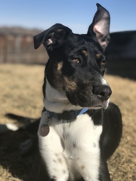 Franklin