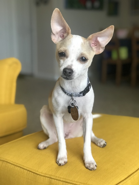 Pepina