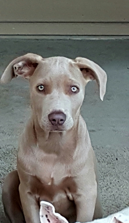 Gus