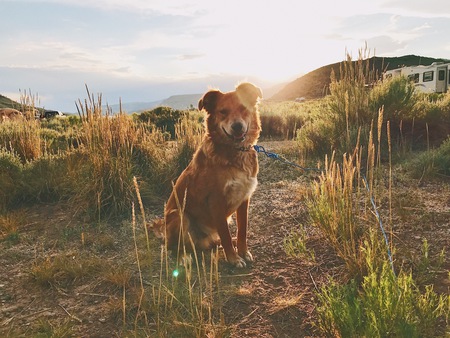 Mowgli